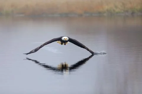 Bald eagle in flight over pond with reflection showing in water, Alaska. Hali Stock Photos
