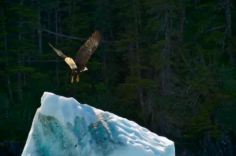 Bald Eagle Flight Foto stock