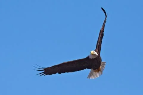 Bald eagle in flight Stock Photos