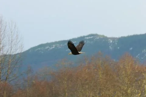Bald eagle in flight Stock Photos