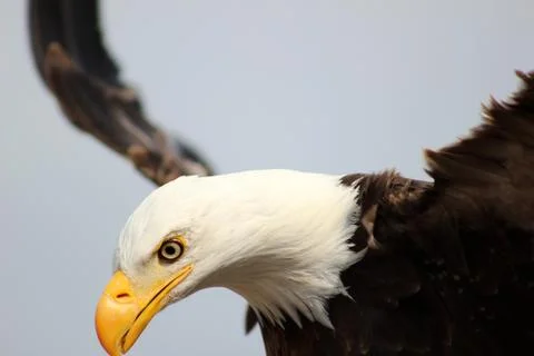 Bald Eagle in Flight Stock Photos