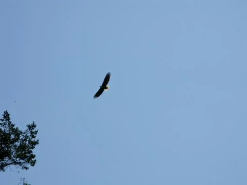 Bald eagle in flight Stock Photos