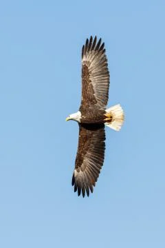 Bald Eagle in Flight Stock Photos