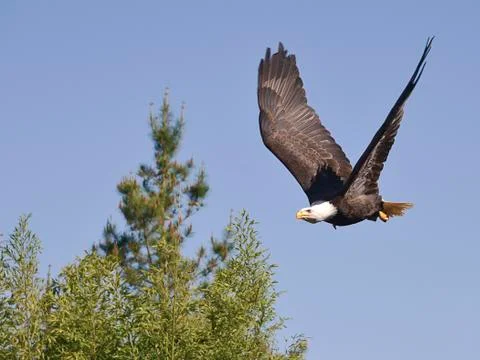 Bald eagle in flight Stock Photos