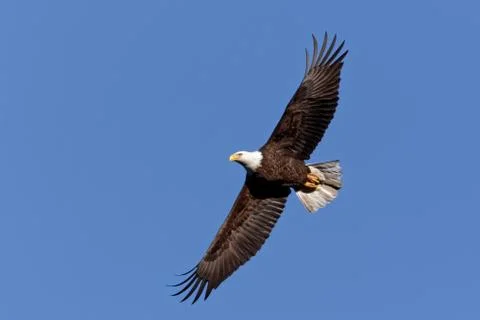 Bald Eagle in Flight Stock Photos