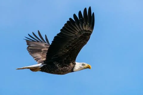 Bald Eagle in Flight Stock Photos