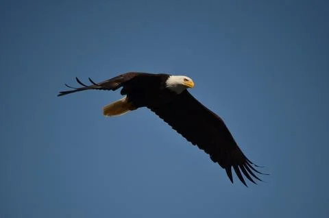 Bald eagle in flight Stock Photos