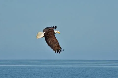 Bald eagle in flight Foto stock