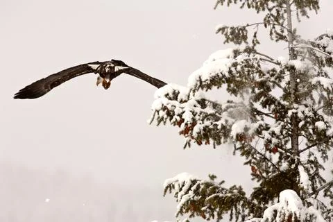 Bald Eagle in flight 스톡 사진