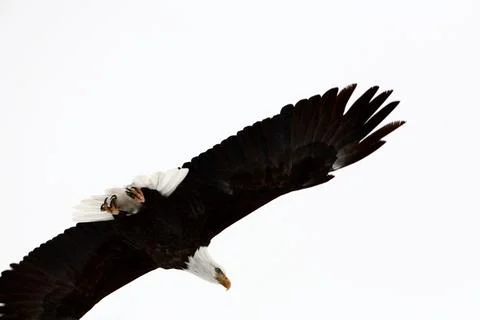 Bald Eagle in flight 스톡 사진