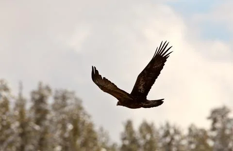 Bald Eagle in flight 스톡 사진