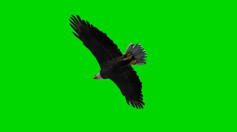 Bald eagle in flight - seperated on green screen Stock Footage 33768627