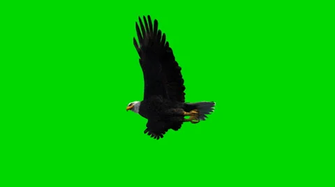 Bald eagle in flight - seperated on green screen Stock-Footage 33768920