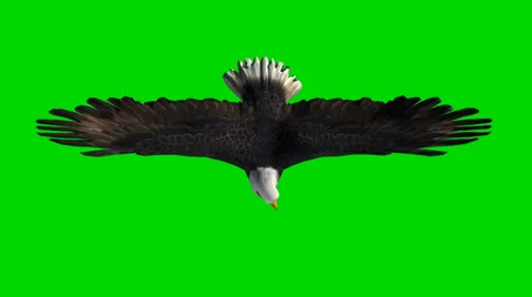Bald eagle in flight - seperated on green screen 動画素材 33769005