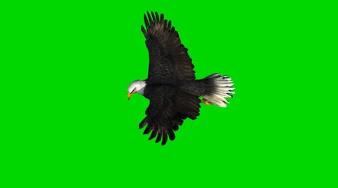 Bald eagle in flight - seperated on green screen Vidéo 33769179