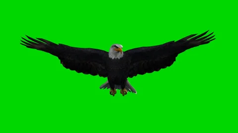 Bald eagle in flight - seperated on green screen Stock Footage 33769302