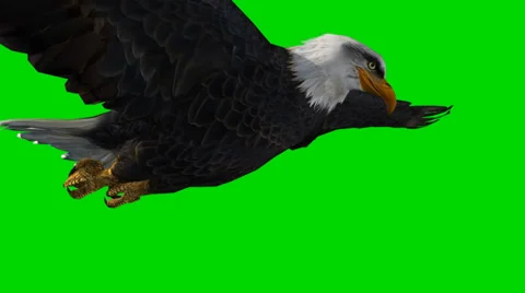 Bald eagle in flight - seperated on green screen Stockbeeldmateriaal 33769641