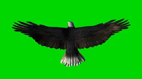 Bald eagle in flight - seperated on green screen Video stock 33769652