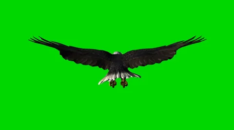 Bald eagle in flight - seperated on green screen Stock Footage