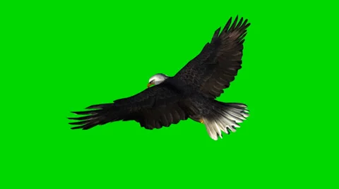 Bald eagle in flight - seperated on green screen Video stock 33769994