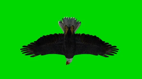 Bald eagle in flight - seperated on green screen Stockbeeldmateriaal 33770155