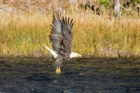 Bald Eagle in flight skimming over river Stock Photos