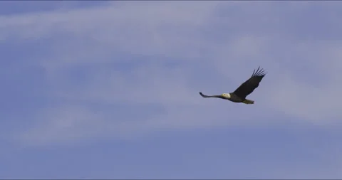 Bald Eagle in flight (slow motion) Vidéo 139265371
