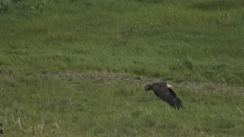 Bald eagle in flight soaring over green fields, spring, nature, bird,  4k Stock-Footage 221861639