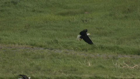 Bald Eagle in flight soars over grass hills, 4k Video stock 221861528