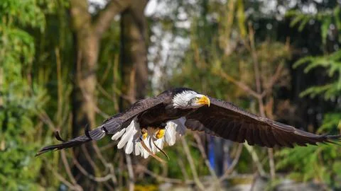 Bald eagle in flight with spread wings Stock Photos
