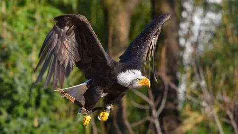Bald eagle in flight with spread wings Foto stock