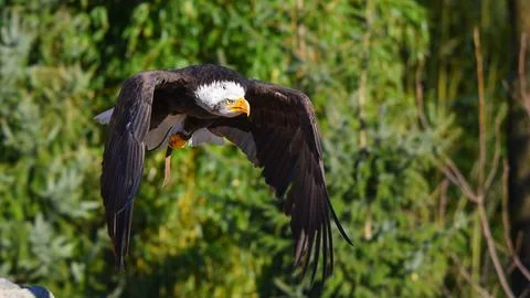 Bald eagle in flight with spread wings Stock Photos