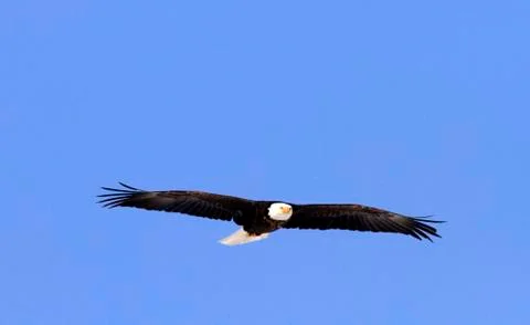Bald Eagle in-flight Utah Foto stock