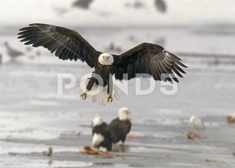 Bald Eagle in-flight Utah Stock Photos