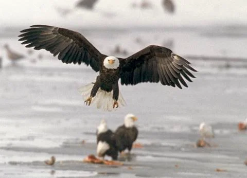 Bald Eagle in-flight Utah  Stock Photos