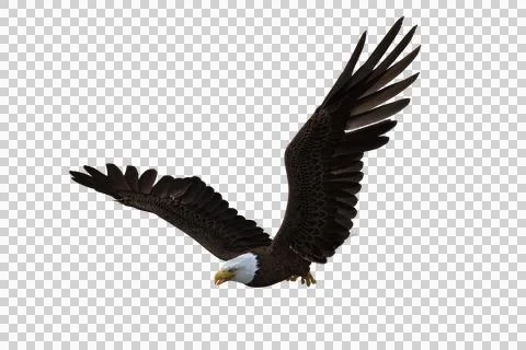 Bald Eagle in flight with wings raised. 3d illustration isolated on transpare Stock Illustration