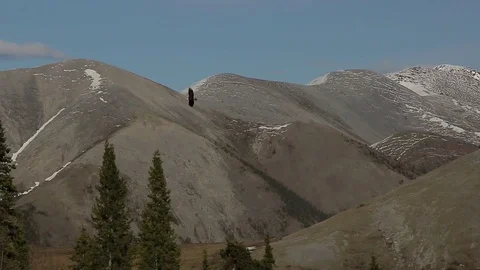 Bald Eagle flying above tree tops Stock Footage 79281060