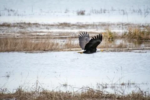 Bald eagle flying in the air. Stock Photos