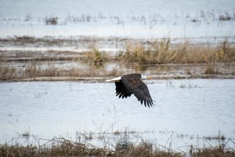 Bald eagle flying in the air. Stock Photos