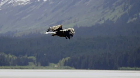 Bald eagle flying up Alaskan fjord and soaring in the wind Stock Footage