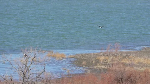 Bald Eagle flying along the shoreline of Utah Lake Stock Footage 329793752