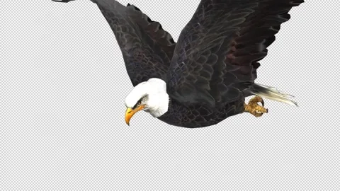 Bald Eagle Flying With Alpha Channel Stock Footage 154046982