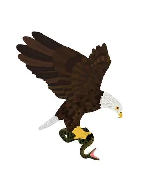 Bald eagle flying and attack snake vector illustration isolated イラスト素材