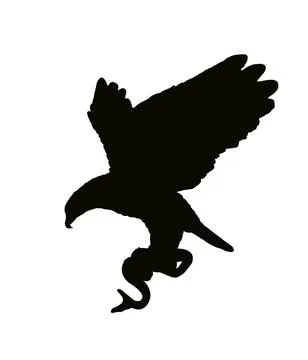 Bald eagle flying and attack snake vector silhouette illustration イラスト素材