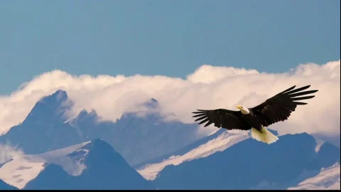 Bald eagle flying and gliding slowly and majestic Vidéo 134493698