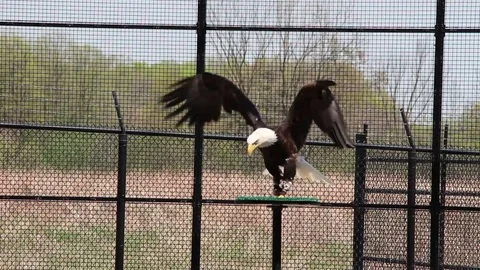 Bald Eagle Flying and Landing on Stand Stock Footage 82795824