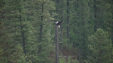 Bald Eagle flying and landing in a pine tree Stock Footage 284504294