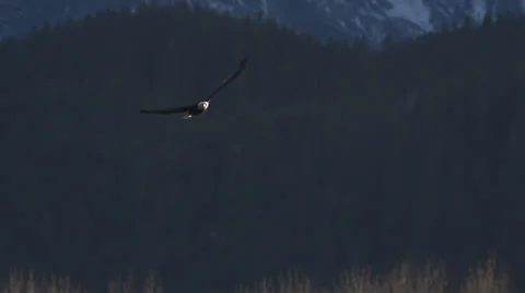 Bald Eagle Flying and Swooping in Autumn Light over Chilkat River part 2 Stock Footage 34807173