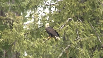 Bald eagle flying away from tree branch Stock Footage 85533531