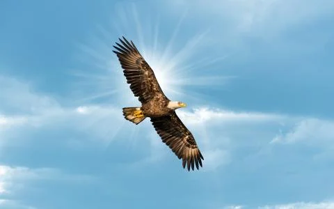 Bald Eagle Flying in Blue Sky with Sun rays over wing Foto stock